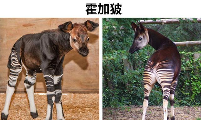 让普通人很难见到的,世界上拥有奇特外表的8种动物