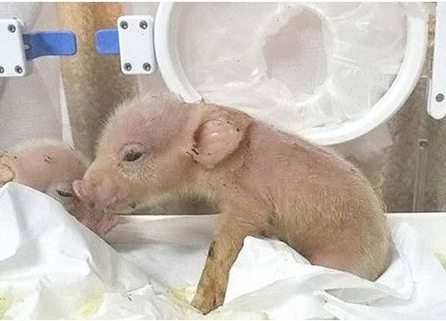 流星雨 几种真实存在的杂交动物