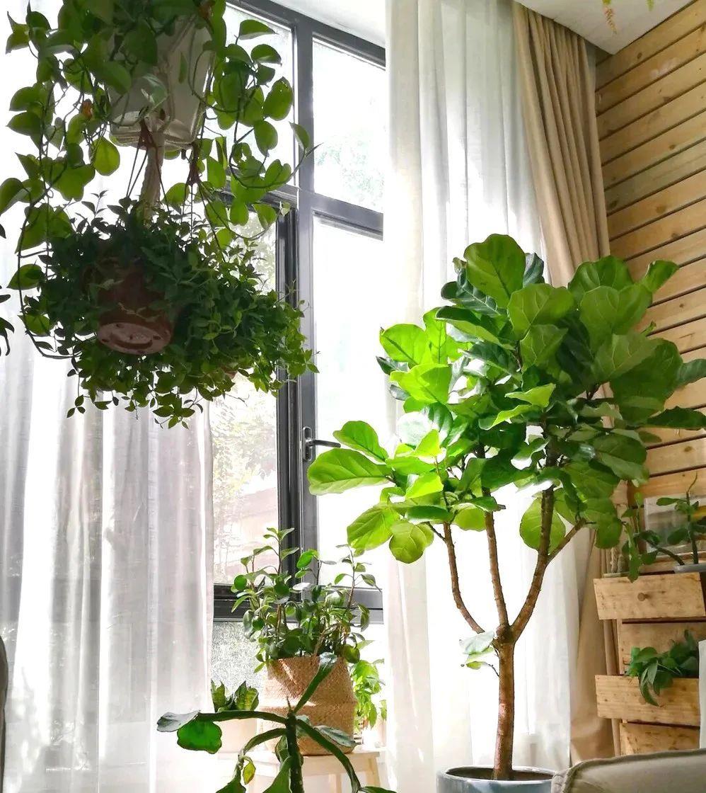 种上阳台|装饰家居摄人心魄的8款大型室内观叶植物，一摆立现“宜家风”！