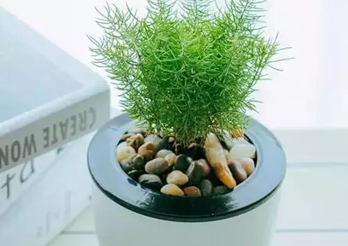 玄风命理|十二生肖养什么植物最旺财运？你知道吗！