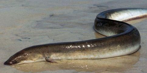 福建省|福建一男子小溪里钓鲫鱼，意外涨水冲来大量河鳗，扔下鱼竿就开捞