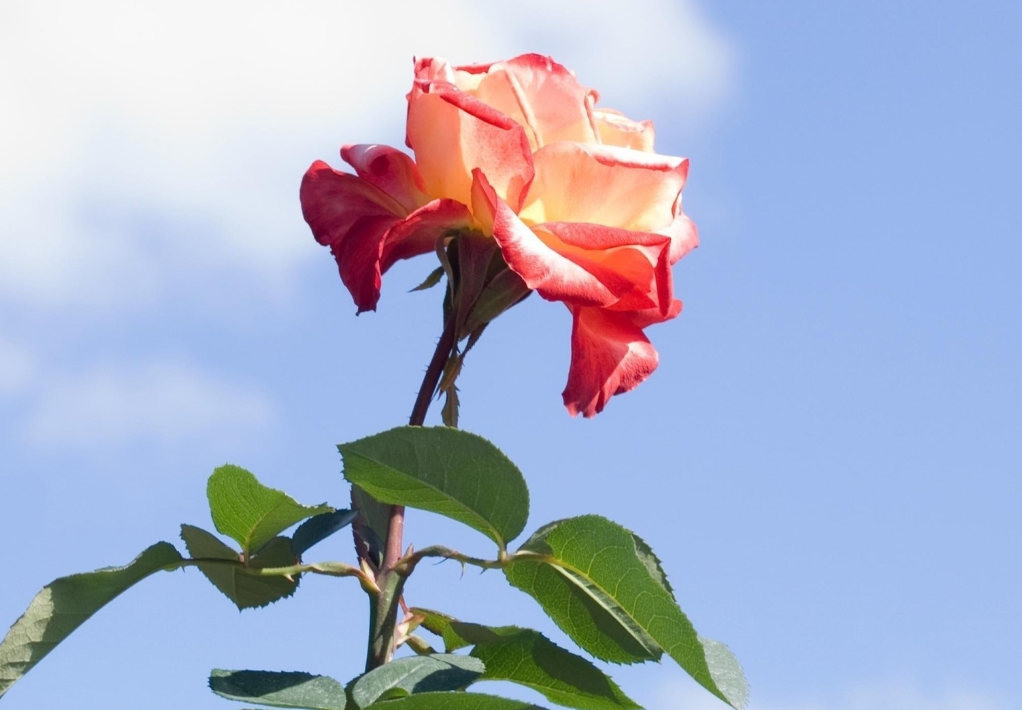 生肖夜梦|7月，相思刻骨，分分合合，难解难分，3生肖再续前缘，不负真心