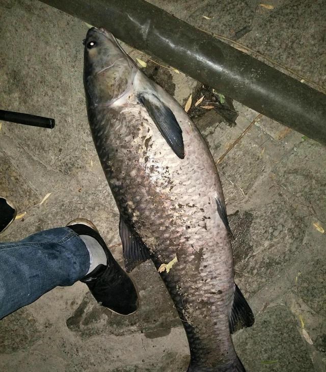 安徽|安徽钓鱼人耗费近两千元打窝，钓起“茨河鱼王”，体型堪比成年人