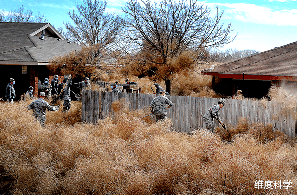 会“移动”的植物在北美泛滥成灾:能切换两种形态,满沙漠的滚