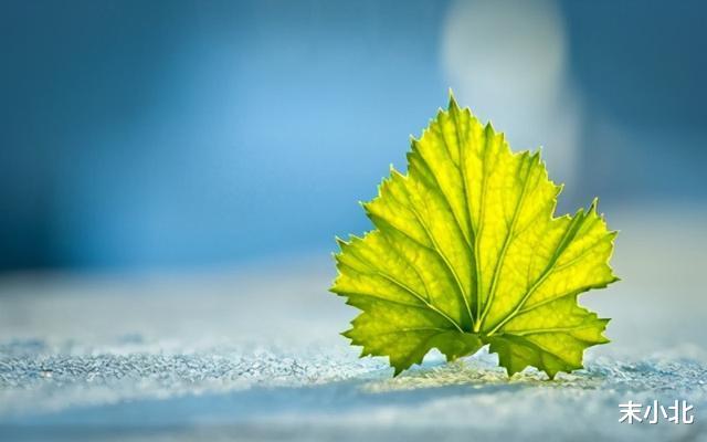 末小北|半生已过,学会沉默