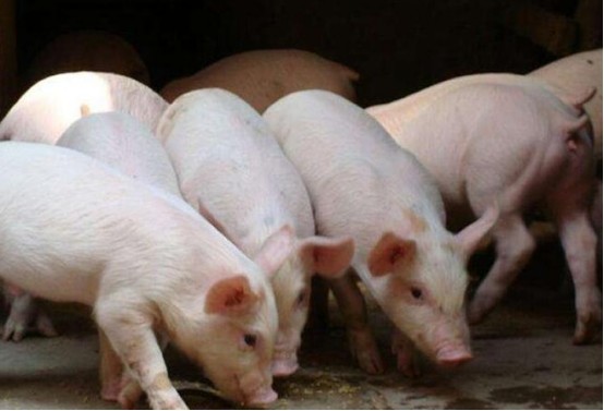 豬肉 全球迎來“漲價潮”，國內(nèi)如何應(yīng)對？官方回應(yīng)后，終于可以放心