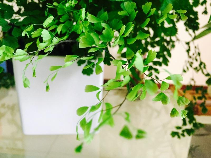 花百科|卫生间异味重，养上3种“清新花”，净化空气效果好