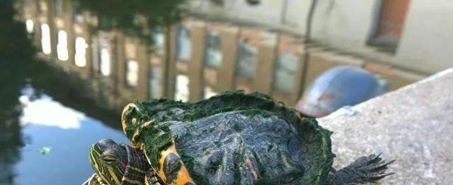 巴西龟|珠江里钓起“变异乌龟”，外形奇特，钓鱼人：下不去嘴