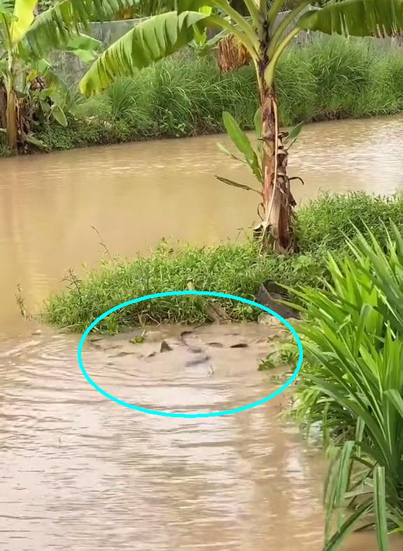 一个有心人 雨后，汕尾一河湾大群鲶鱼水面翻腾，附近钓鱼人：每条都有几十斤