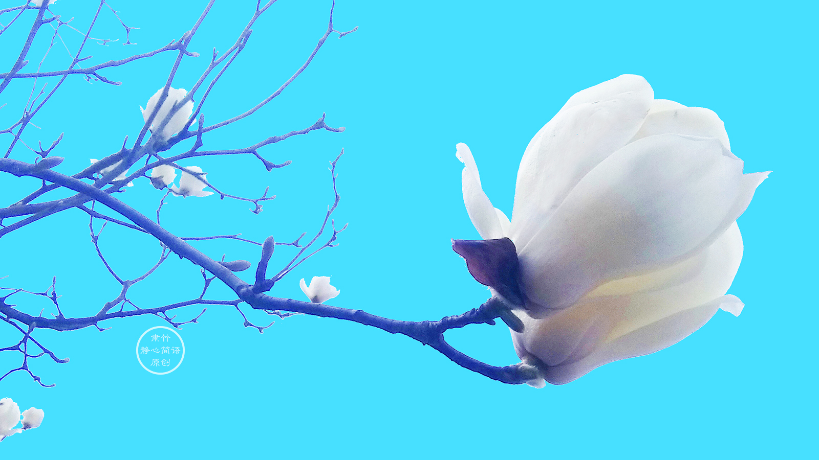 肃竹 走过许多春天，未留下什么，也带走了所有