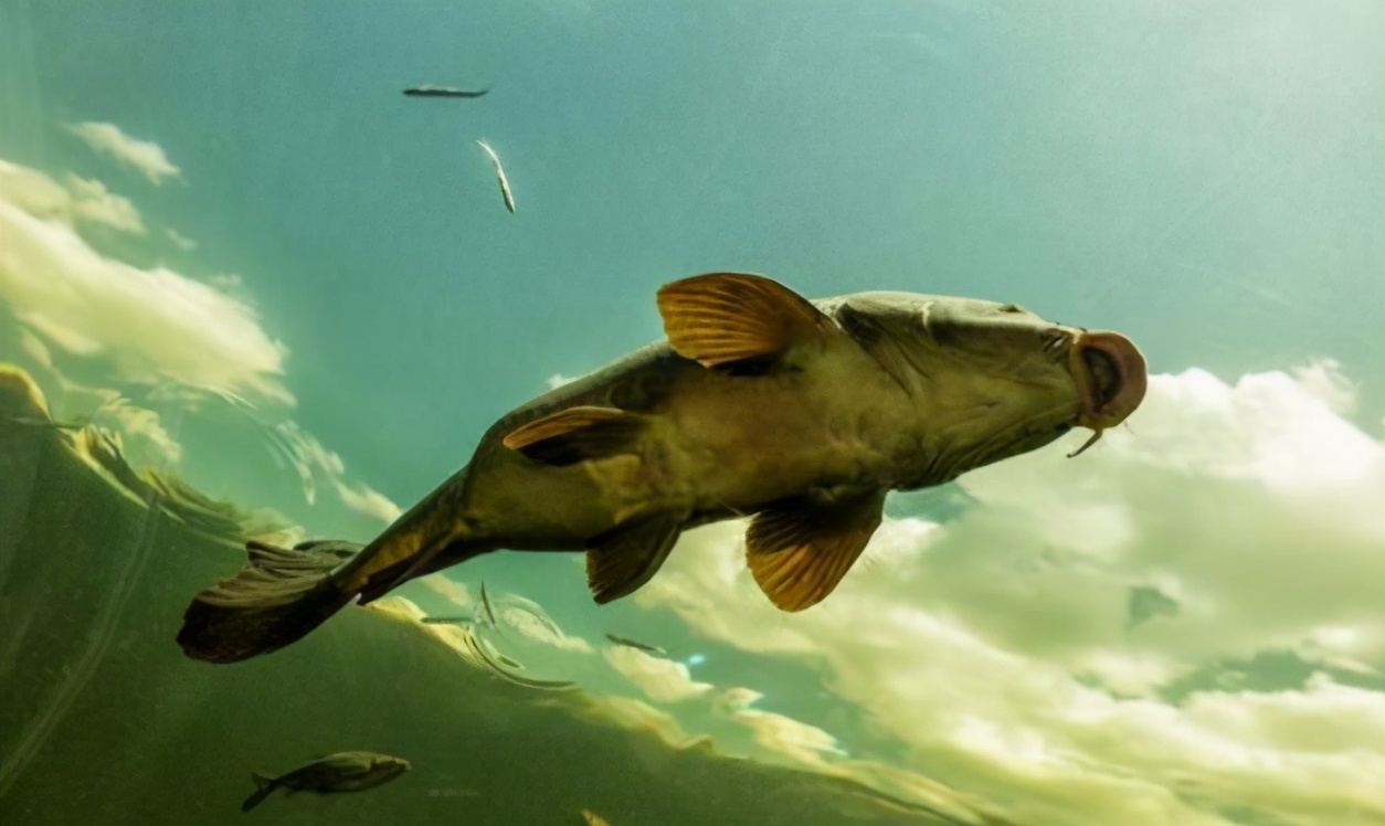 |找鱼层还丈二和尚摸不着头脑，那就看下这个分析！——盛世三渔