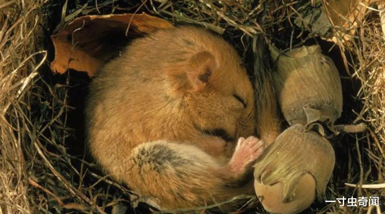 科学家 冬眠：一梦生死间？动物的终极生存奥义，冬眠和睡觉有何本质区别