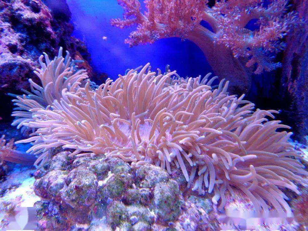 海葵是动物和植物的杂交体?