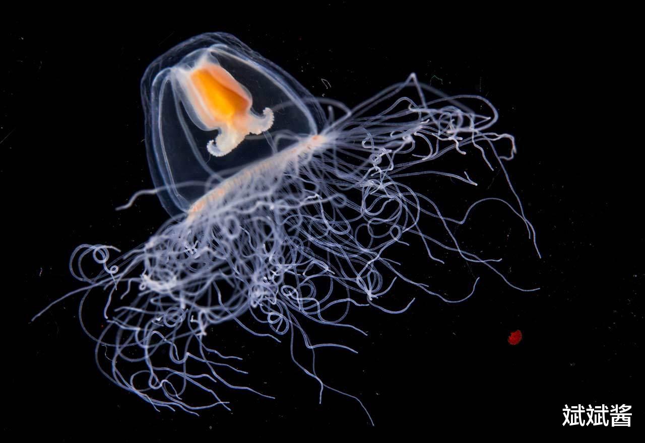 灯塔水母 遇到危险会“返老还童”的灯塔水母，它有何能力，是永生的吗？