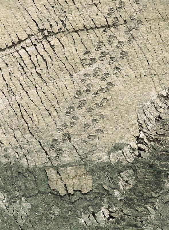 化石 你见过会躲雨的火烈鸟吗？12张科普趣图，让你“大开眼界”！
