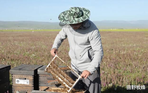 田野牧蜂|蜂王浆一般什么时间喝比较好? 蜂王浆什么时候喝?