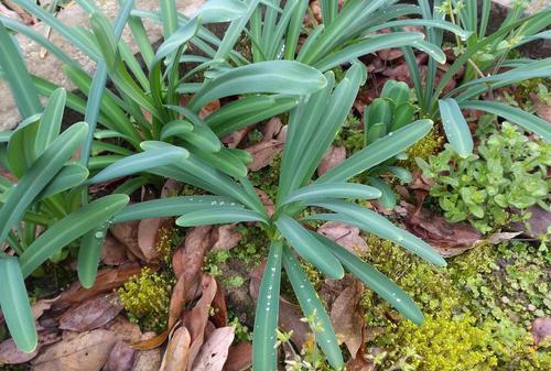  忽地笑是一种什么样的植物？
