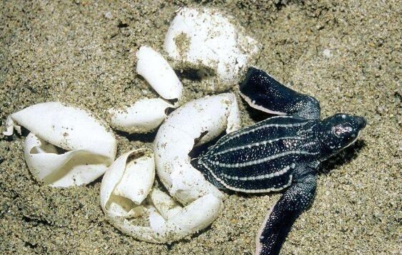 奶豆说育儿|6斤重！巨型海龟吞食海洋垃圾死亡 海洋动物惨死，环境有多恶劣？