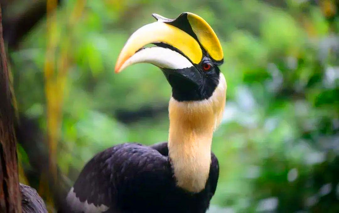 象牙 脑袋被人类惦记的鸟，头骨比象牙贵3倍，活着被取骨后只能等死