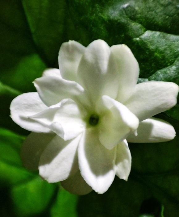 向阳园艺|茉莉花到花期了,没开花的,赶紧晒太阳,暴晒对开花有帮助