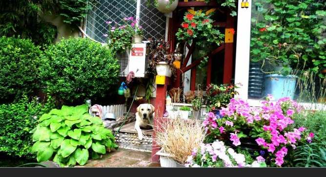 |20个植物较多的庭院,绿意盎然,一年四季都如春日般璀璨