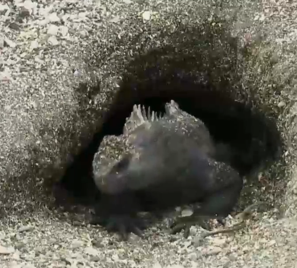 路痴 前往魔鬼岛 寻找活着的哥斯拉 这里的动物很迷人