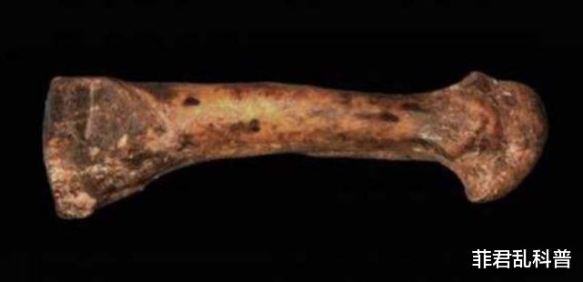 科学家|300万年前的人类被发现，科学家究其死因，发现她一生相当可怜