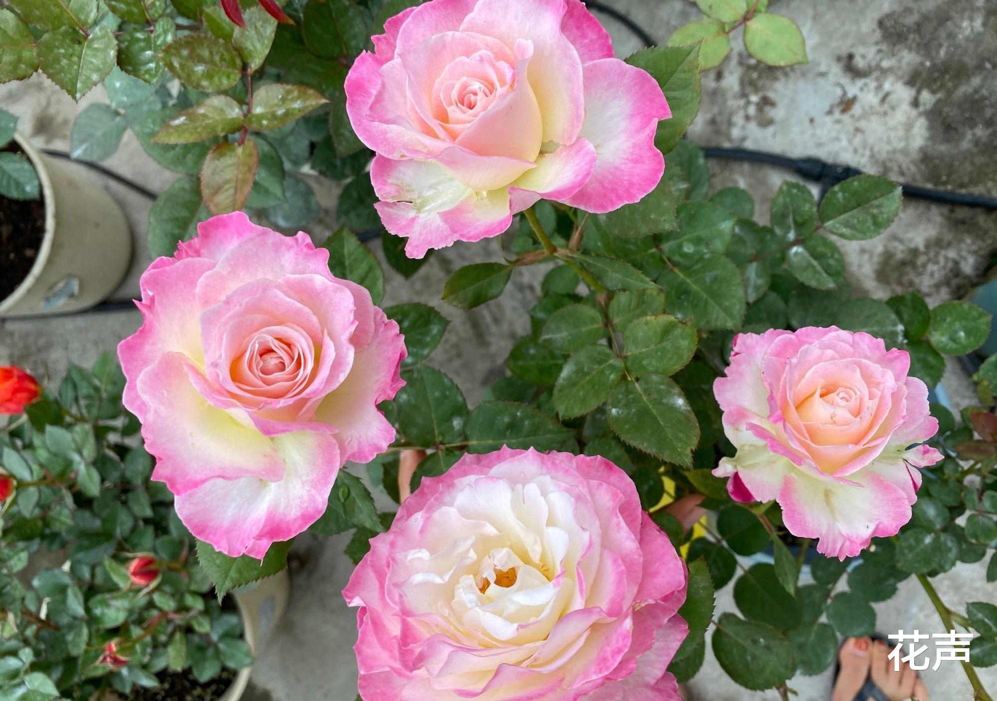 花声|月季花界的“天使”，自带仙气，浓香四溢，丰花勤花，阳台也能种