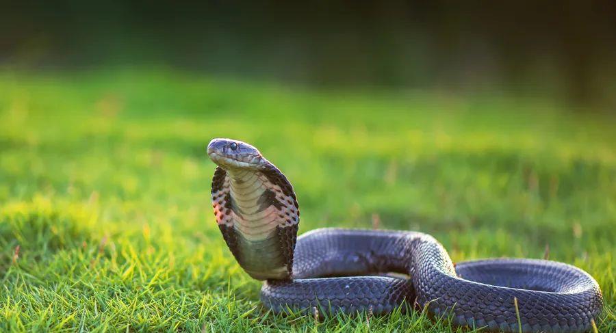  地球上最毒的蛇是哪种蛇？看完真相后，或许你会觉得有些不真实