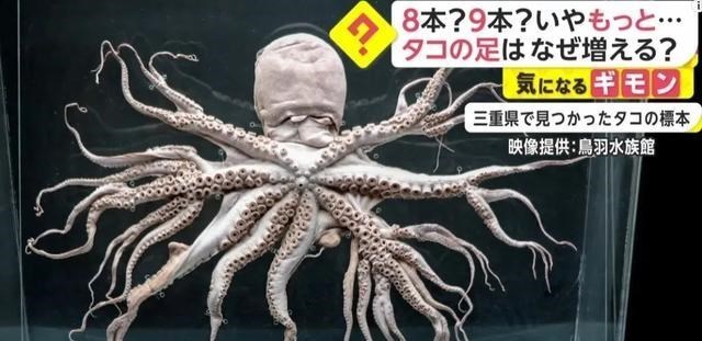 日本現身32條腿的章魚，和福島核電站的核廢水排放有多大關系？-圖4