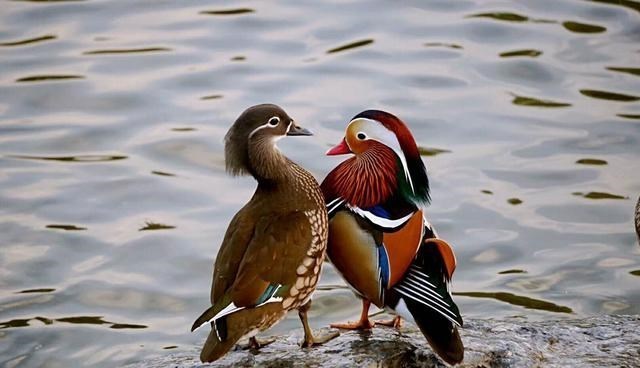 航天员 “一夫一妻”的动物，如果一方死了，它们能经受住交配的诱惑吗？