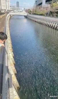 河道里发现密密麻麻的罗非鱼,网友:原来是鱼里多了点水