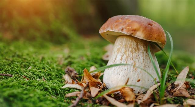 DEEP深度世界|欧洲“红舞鞋”之谜:400人不停起舞至力竭而亡,原因至今无解