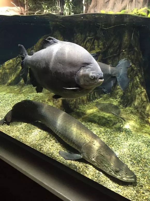 |你钓到过最大的鱼有多大?20斤?对我来说那叫鱼饵