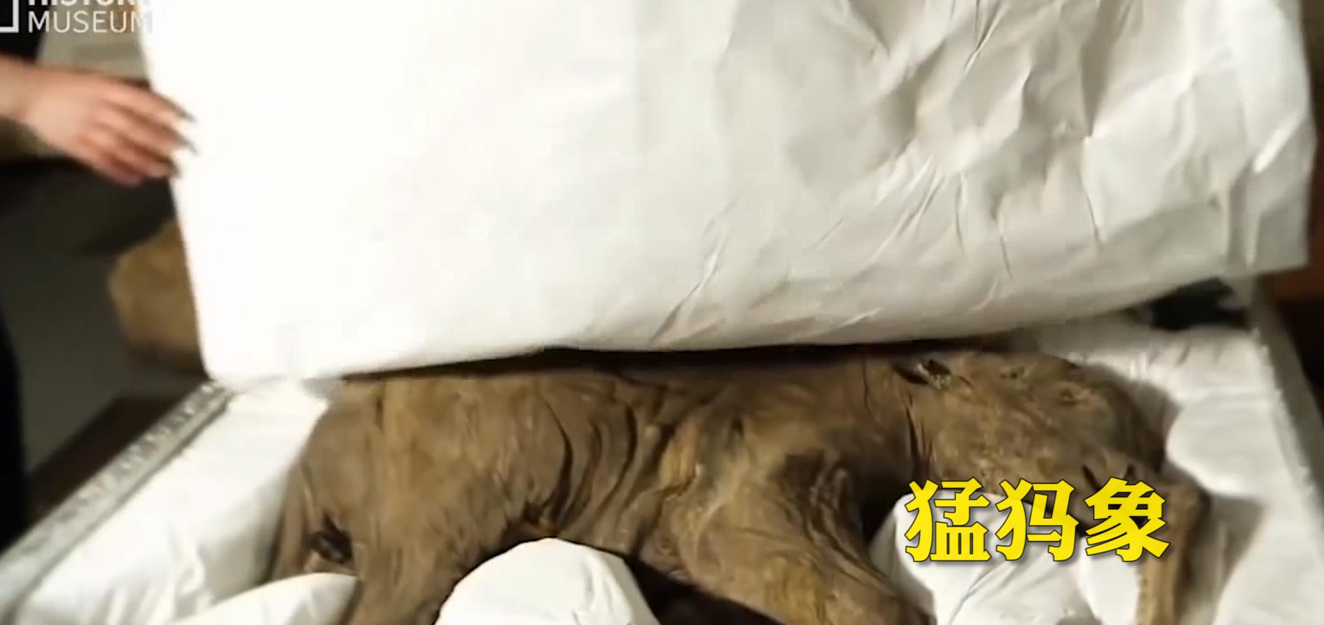 遗骸 西伯利亚永冻土融化,发现多种史前生物遗骸,人类该警惕了!