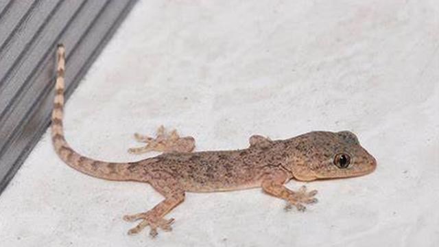 北斗导航 壁虎人畜无害，为什么却位居“五毒”之一？原来它“深藏不露”