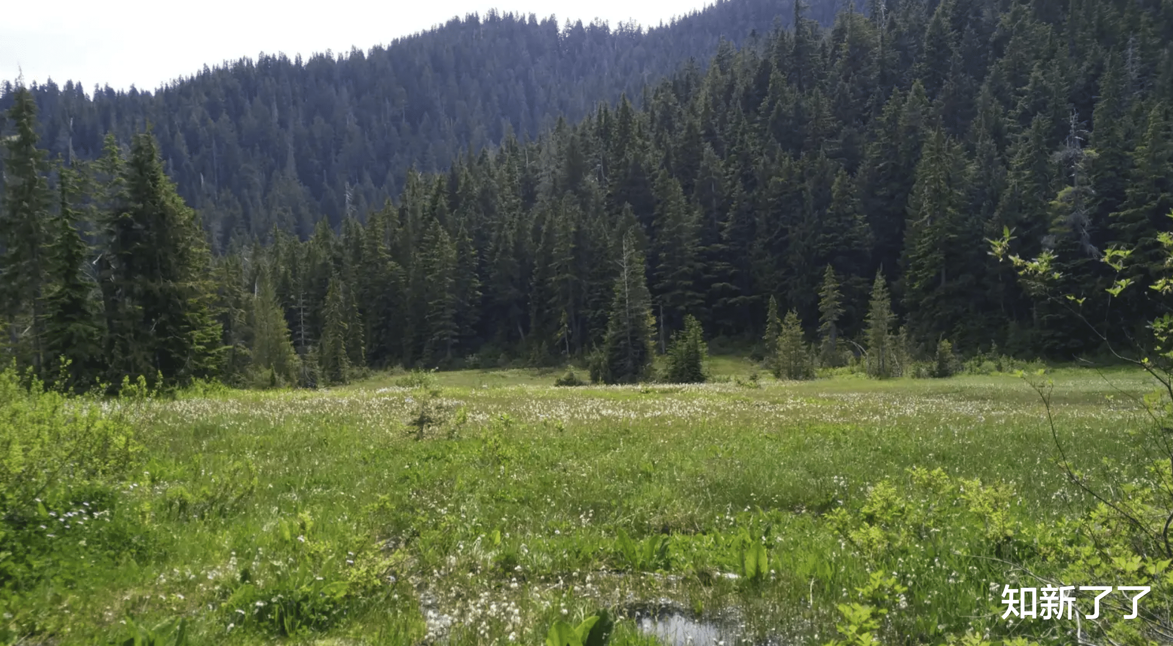 昆虫 隐藏在北美的一种食肉植物，专吃不能为它授粉的小昆虫