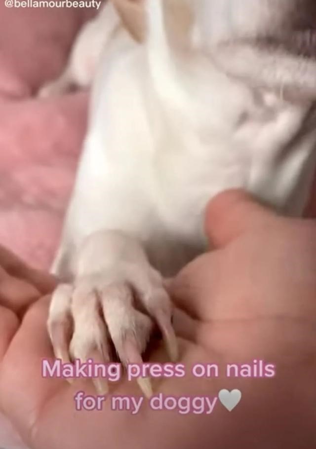 铲屎官|网红带狗直播，吸引2000万人观看，网友却说：这就是虐狗！