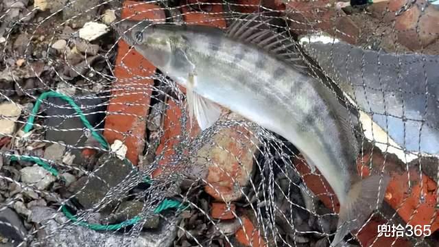 黄河|河南一男子黄河野钓遇怪鱼,形似鲈鱼和狗鱼,网友:捡到宝了