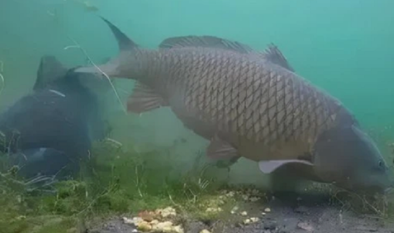 湖北|国内唯一, 湖北在五个湖库试点生态捕捞, 引来质疑声: 禁钓不禁捕?