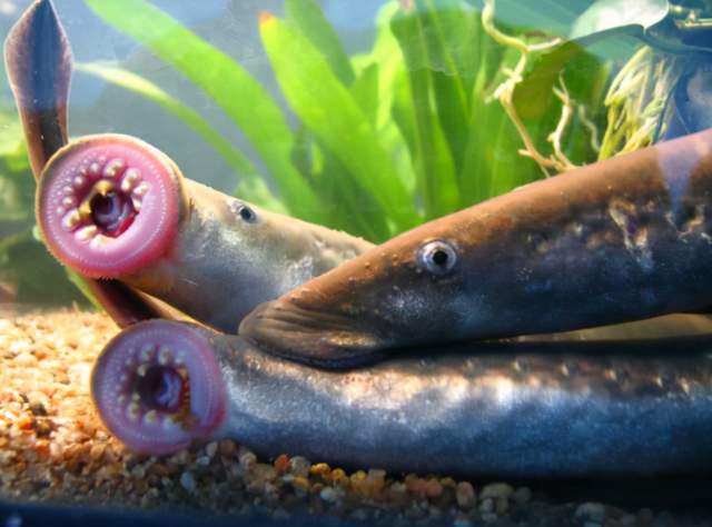 科学家|肿瘤细胞克星找到了？科学家传出重大喜讯，关键竟是“僵尸鱼”