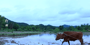 李子柒|活在仙境里的李子柒，“仙气”崩塌，近照惨不忍睹