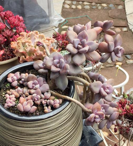 植萌|普货冬美人，一样能培养出极品状态，但是这6点不能忽略
