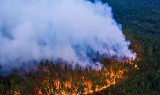 科学家 北极出现48度的高温，动物面临危险，一切难以回头