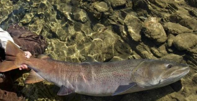 喀纳斯湖|这种鱼极其稀有，体重可达几百斤，曾被怀疑是喀纳斯湖中“水怪”