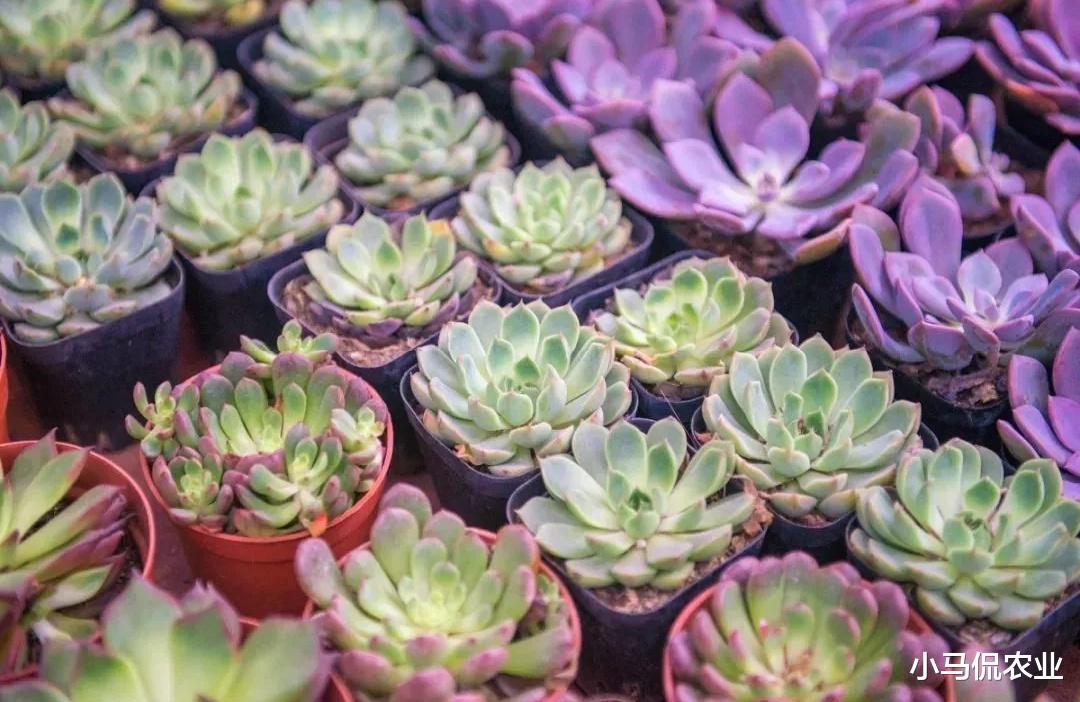 山东男子花费5万买一盆多肉绿植，越养越值钱，到底长啥样