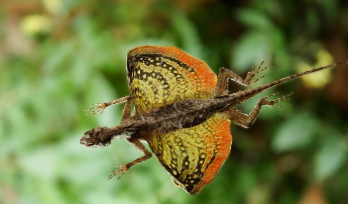 爬行动物 它被称为现代版翼龙，疑似进化出翅膀，能在树林里“飞翔”