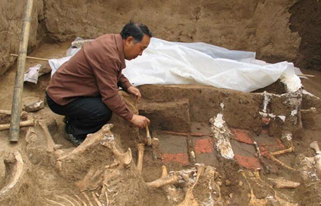 卫星 秦始皇祖母墓出土奇怪生物头骨,专家百思不解,外国专家指出原因