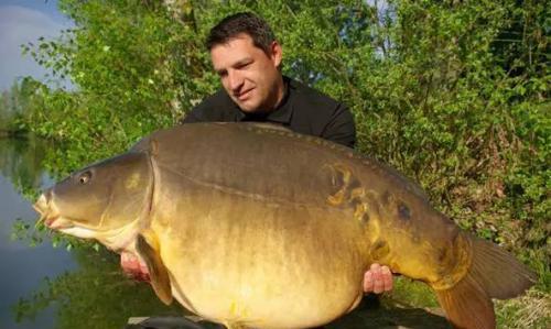 鲤鱼|这种鱼国外没人吃，引进国内却大受欢迎，被誉为“金宝鱼”