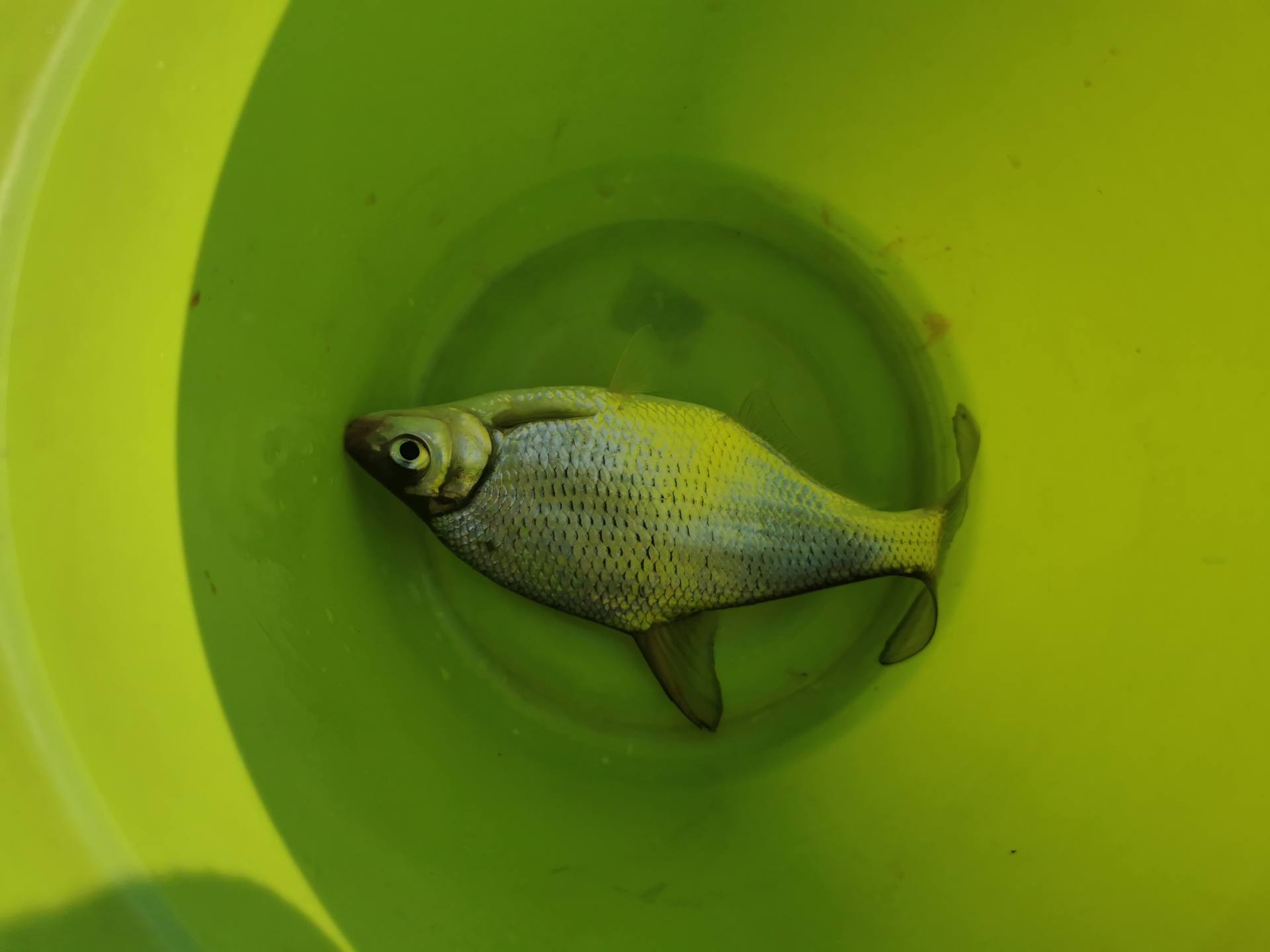 春节|春节东莞河滩烧烤记